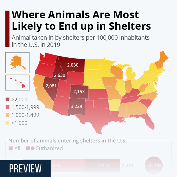 Where Animals Are Most Likely to End up in Shelters - Infographic