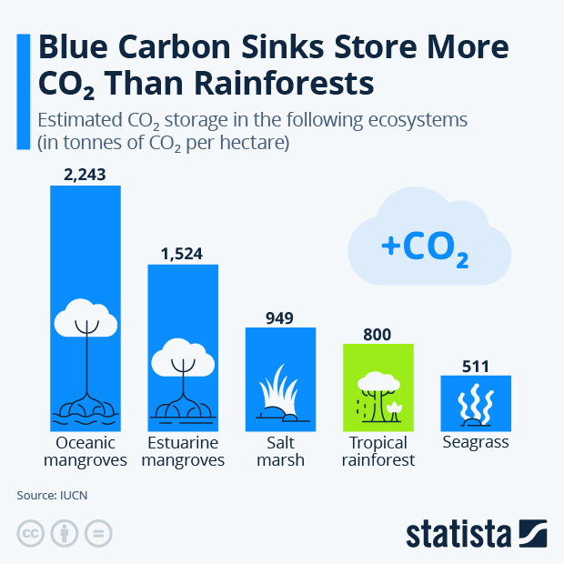 Blue Carbon Sinks Store More CO2 Than Rainforests - Infographic