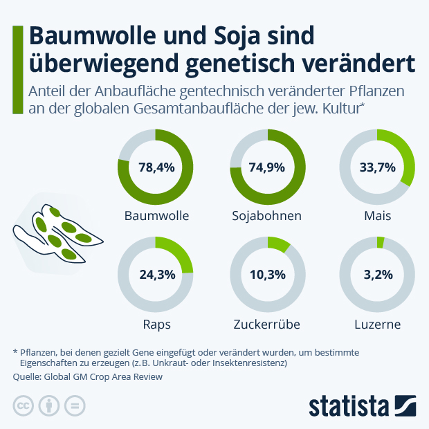Welche Pflanzen sind überwiegend genetisch verändert? - Infografik